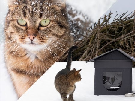 Give Shelter & Supplies to Stray Cats Living in Harsh Conditions Discount