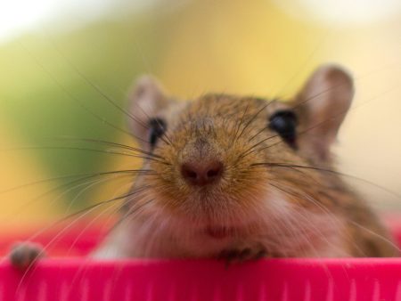 Send Supplies to Hamsters, Guinea Pigs and Other Small Animals Cheap