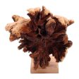 Emerging Lion Benalu Wood Lion Sculpture on Stand on Sale